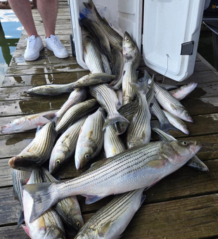 Feel the thrill of Lake Texoma’s stripers!